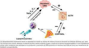 Mecanismos fisiopatológicos y el mecanismo de acción de los corticoides.
