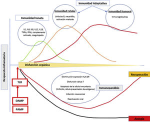 Evolución de la sepsis. Con la interacción de PAMP y DAMP con la célula presentadora de antígenos, se inicia la cascada inflamatoria de la inmunidad innata y adaptativa. La inflamación causa daño tisular y secundariamente disfunción orgánica. En algunos pacientes se genera un estado de inmunoparálisis caracterizado por la aparición de infecciones nosocomiales y oportunistas y reactivaciones virales debido a la apoptosis del tejido inmunitario y la incapacidad relativa de las células T. DAMP: damage- associated molecular patterns; PAMP: pathogen-derived molecular patterns; TLR: toll-like receptor.