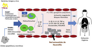Fisiopatología de la sepsis. La unión de PAMP y DAMP a las CPA induce una activación de elementos inflamatorios que conlleva la producción de citocinas, la activación de neutrófilos, la activación del sistema del complemento y de la cascada de coagulación y causará disfunción orgánica en caso de una respuesta desequilibrada. CID: coagulación intravascular diseminada; CPA: célula presentadora de antígenos; IL: interleucina; DAMPs: damage-associated molecular patterns; G-CSF/GM-CSF: factor estimulador de colonias; LPB: LPS-binding protein; PAMP: pathogen-derived molecular patterns; ROS: especies reactivas de oxígeno, TNF: factor necrosis tumoral; TLR: toll-like receptors.