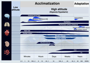 The main responses to ascent to high altitude involve the brain, lungs, heart, kidneys, and blood. Over time, qualitative changes are shown on a logarithmic scale. During acclimatization, these physiological changes range from minutes to weeks of stay at high altitude. Adaptation is an evolutionary response that involves thousands of years and many generations. Based on the original by Peacock34 and its subsequent and successive changes and adaptations by Imray et al.,35 Luks et al.,36 and Quispe-Cornejo et al.37