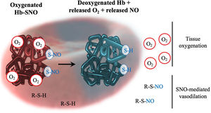 Allosteric linkage of Hb conformation to O2 and SNO release. Left (Hb in red): cooperativity leads to Hb in the lung being able to bind oxygen molecules. Oxygenated Hb will also bind and stabilize SNO at Hb. Right (Hb in blue): upon reaching hypoxic tissues, Hb will cooperatively release oxygen molecules during transition to the deoxygenated state. Liberation of oxygen also causes the transfer of SNO from deoxygenated Hb to other erythrocyte thiols (R-S-H) and ultimately shuttling SNO out of red blood cells. Thus, Hb deoxygenation in tissues will lead to vasorelaxation (SNO-mediated vasodilation). Adapted from reference 6, with permission.
