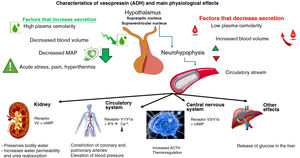 Factors regulating vasopressin secretion and its main physiological effects.