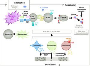 Pathophysiology of rheumatoid arthritis. General pathophysiological organization of rheumatoid arthritis. AC, antibody; BAFF, B cell activating factor; BLyS, B lymphocyte stimulator; CD, cluster of differentiation; CPA, antigen-presenting cell; CPH, MHC; CTLA4, lymphocyte-associated antigen 4 T cytotoxic C5a fraction complement 5a, FR, rheumatoid factor; Ig, immunoglobulin; IL, interleukin; MMP, matrix metalloproteinases; RANK, receptor activator of nuclear factor B kappa; RANKL, receptor activator ligand for the nuclear factor B kappa; RCT, T cell receptor; TNF, tumor necrosis factor.