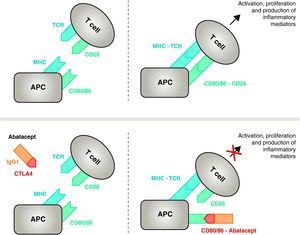 Mechanism of action of abatacept. The abatacept fragment comprising the extracellular domain of CTLA4 binds to CD80/CD86 receptors, preventing or displacing its interaction with the CD28 receptor. In this way, it selectively blocks the specific binding of CD80/CD86 to CD28 receptor, which is, pathophysiologically, a block of the second signal for immune activation and, therefore, activation of T cells CPA, antigen-presenting cell; MHC, major histocompatibility complex; TCR, T cell receptor.