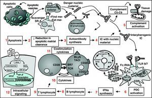 Panoramic vision of pathogenesis of Systemic Lupus Erythematosus. The apoptotic cell exposes on its surface apoptotic vesicles with nuclear antigens (1); due to a deficient clearance mechanism by the macrophage system, they accumulate (2) and gain access to autoreactive B lymphocytes, which synthesize autoantibodies (3); the IC formed (4) have the capacity to activate complement and damage tissue (5) and activate PDC (6); these respond by producing IFN-( by TLR7 and TLR9 dependent pathways (7); IFN-α has multiple effects on the immune system that favors autoimmunity, such as the differentiation of B cells to antibody producing plasma cells, T cell activation and dendritic cell maturation. All of these lead to a vicious circle that intensifies and perpetuates the autoimmune process. Other therapeutic targets are BL (8) TL (9), cytokines (10), costimulation molecules (11) and intracellular signaling pathways (12). PDC, plasmocytoid dendritic cells; IC, immune complexes; IFN, interferon; BL, B lymphocyte; MØ, macrophage; TCR, T cell receptor; TLR, toll-like receptor.