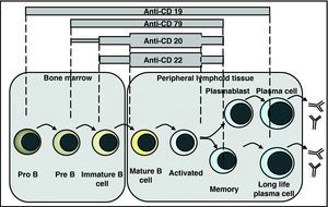 Spectrum of B cell depleting therapies: anti-CD20, anti-CD22 and anti-CD79 antibodies have an overlapping spectrum of action, including pre B or immature B cells up to activated and memory B cells, without affecting plasma cells. The anti-CD19 spectrum extends from pro B to plasmablasts and some plasma cells.