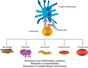 Mechanism of action of abatacept. Abatacept is a fusion protein formed by the extracellular CTLA-4 domain expressed on the T lymphocyte and a modified Fc fragment of human IgG1, which modulates costimulation when the antigen presenting cell comes into contact with the T lymphocyte.