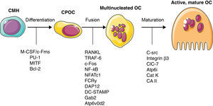 Molecular control of osteoclast differentiation. HSC: hematopoietic stem cell; OCP: osteoclast cell precursor; OC: osteoclast. Rest of abbreviations: see Term glossary in Annex 1. Modified from Arron and Choi.5