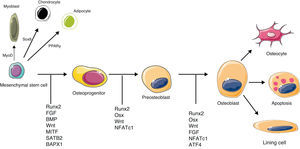 Molecular signals with a key role in osteoblast differentiation and activation. MyoD: myogenic differentiation 1 protein; PPARγ: peroxisome proliferator-activated receptor gamma; Sox9: sex determining region Y-box 9. Rest of abbreviations: see Term glossary in Annex 1.