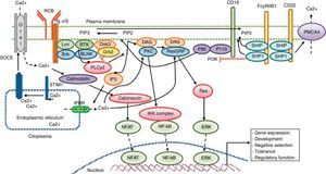 Calcium signaling in B lymphocyte. Antigen recognition by the B cell receptor activates different protein kinases, such as Lyn and Syk BLNK, leading to the activation of PLC γ 2, which hydrolyzes membrane bound PIP2 into small amounts of DAG and IP3. IP3 binds to its receptor IP3R located in the endoplasmic reticulum membrane and allows the release of stored calcium. Subsequently, the decrease in calcium level into the lumen of the endoplasmic reticulum generates the translocation of STIM1, which leads to the opening of the calcium channel to induce Orai1 dependent calcium entry from reservoir (SOCE). The CD19 receptor facilitates activation of the PI3K p110 subunit. This enzyme phosphorylates PIP2 to produce PIP3. The Fc receptor to low affinity IgG (FcgRIIB1) and CD22 are both negative regulators of calcium signaling during stimulation of B-cell receptor The negative function of these receptors is mediated by SHIP and SHP1. Additionally, CD22 inhibits signaling through calcium efflux mediated by PMCA4. Calcium entry generates activation of transcription factors responsible for the induction of new proteins responsible for the functions of proliferation, differentiation, and immune response.