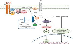 Calcium signaling in the T cell. Antigen recognition by the T cell receptor leads to tyrosine kinase activation inside the T cell, such as LCK and ZAP70, which results in phosphorylation and activation of γ PLC 1. PIP2 latter hydrolyzed in IP3 and DAG. The IP3 receptor opens the IP3R located in the endoplasmic reticulum and allows the output of calcium from the endoplasmic deposits. Calcium sensors detect STIM2 STIM1 and reducing calcium deposits by the N-terminal region of the lumen of the endoplasmic reticulum. STIM proteins are added in small groups in the endoplasmic reticulum membrane and produce extracellular calcium entry via the CRAC channel, Orai1. Intracellular calcium concentration activates the calcineurin pathway, NFAT, and the Ras-MAP kinase pathway.