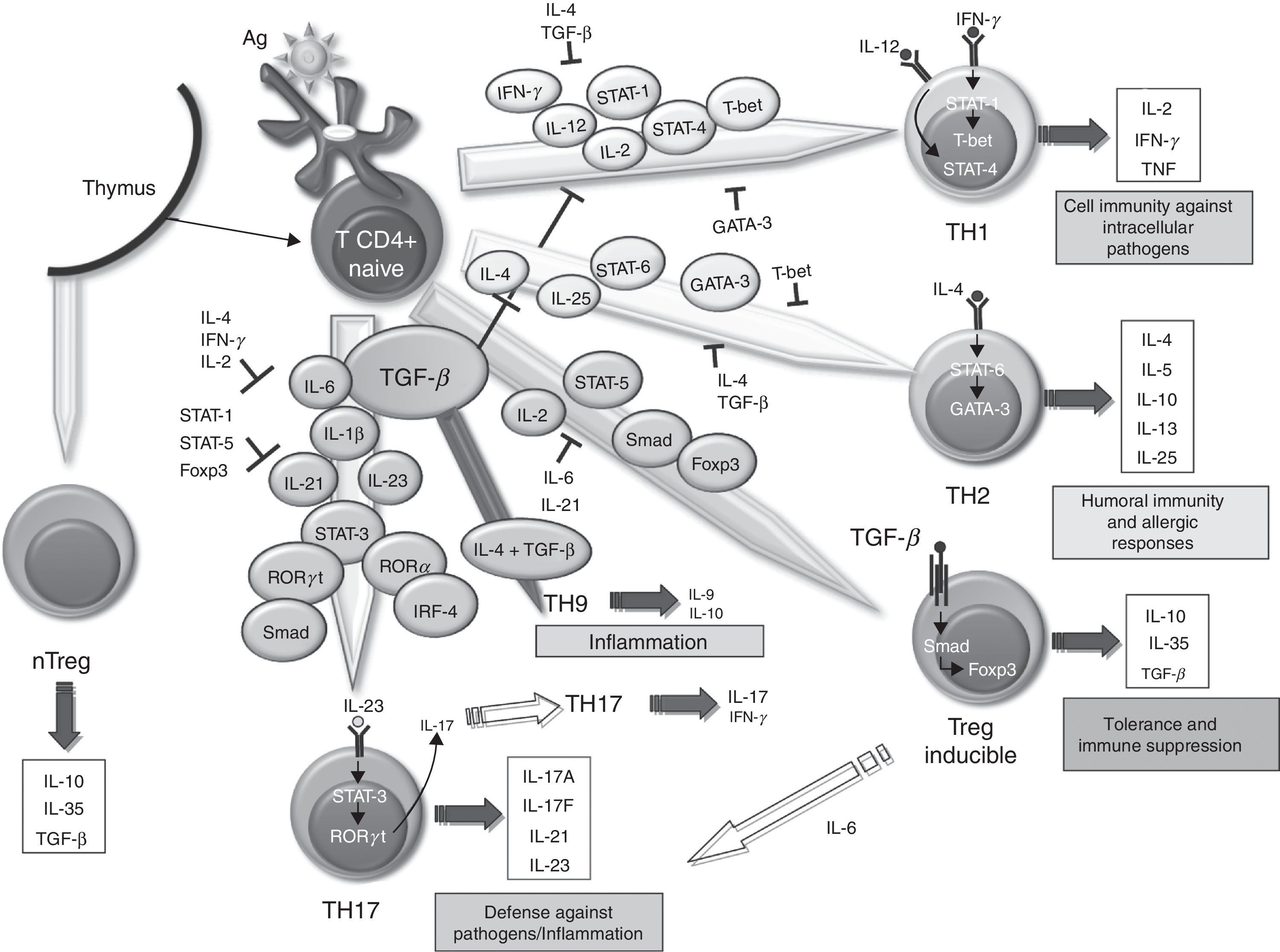 Role of Transforming Growth Factor-Beta (TGF) Beta in the ...