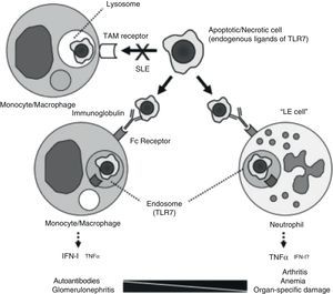 Pathogenic model for different manifestations of SLE. The processing of apoptotic bodies would not be produced through TAM type receptors (Tyro3, Axl, Mer), but once opsonized by immunoglobulin, would be recognized by FC receptors on monocytes/macrophages or neutrophils, forming endosomes and relating to TLR 7, leading to the transcription of IFN or TNF, depending on the cell implicated.