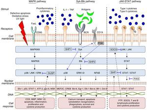 Diagram of the intracellular signaling pathways MAPK, Syk–Btk and JAK–STAT.