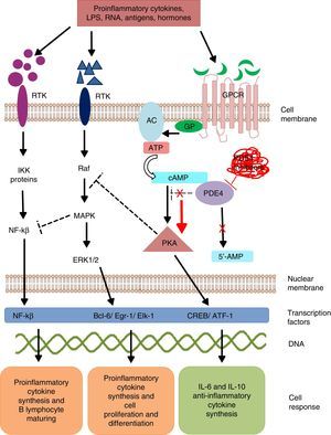 Mechanism of action of PDE4 and effect of its inhibition. AC, adenylate cyclase; 5′-AMP, 5′-adenylic acid; ATF, activating transcription factor 1; ATP, adenosine triphosphate; Bcl-6, B-cell lymphoma protein 6; cAMP, cyclic adenosine monophosphate; CREB, cAMP response element-binding protein; Egr-1, early growth response protein 1; Elk-1, E-26-like protein 1; ERK, extracellular signal-regulated kinase; GP, G protein; GPCR, G protein-coupled receptors; IKK, inhibitor of nuclear factor kappa-B kinase subunit beta; LPS, lipopolysaccharides; MAPK, mitogen-activated protein kinases; NFKB, nuclear factor KB; PDE4, phosphodiesterase type 4; PKA, protein kinase A; Raf, rapidly accelerated fibrosarcoma protein kinases; RTK, receptor tyrosine kinases.