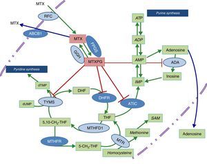 Diagram of the metabolic pathways that involve folic acid and the enzymes on which methotrexate acts. The dark blue ovals indicate the enzymes studied in the present report. The red lines point to the enzymes that are inhibited by methotrexate polyglutamates. ABCB1, transporter that bonds ATP B1; ADA, adenosine deaminase; ADP, adenosine diphosphate; AMP, adenosine monophosphate; ATIC, AICAR transformylase/IMP cyclohydrolase; ATP, adenosine triphosphate; DHFR, dihydrofolate reductase; FPGS, folyl-polyglutamate synthetase; GGH, gamma-glutamyl hydrolase; IMP, inositol monophosphate; MTHFD1, 5,10-methylenetetrahydrofolate dehydrogenase 1; MTHFR, methylenetetrahydrofolate reductase; MTR, methionine reductase; MTX, methotrexate; MTXPG, methotrexate polyglutamates; RFC, reduced folate carrier; SAM, S-adenosyl-1-methionine; TYMS, thymidylate synthetase.