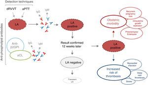 Detection, interpretation and possible clinical consequences of a positive result in lupus anticoagulant testing. aCL, anti-cardiolipin; anti-β2GPI, anti-β2-glycoprotein i; aPTT, activated partial thromboplastin time; dRVVT, dilute Russell's viper venom time; Ig, immunoglobulin; LA, lupus anticoagulant; PL, phospholipid.