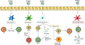 As they are stimulated with an antigen, the dentritic cells induce different responses in the mucosal tissues. One of the most important responses is the differentiation of T lymphocytes into different subtypes, which in turn depends on what type of dentritic cells stimulates this differentiation. The figure includes the previously mentioned DC subtypes which induce differentiation of T lymphocytes in the mucous membranes (such as DC CX3CR1+, CD103+ and CD103+ CD11b+) and those which induce a stimulation of T lymphocytes so that they produce cytokines (an action carried out by the DC CCR2+ CD103− which leads to the production of IL17 by T lymphocytes).