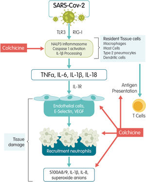Main anti-inflammatory mechanisms of action of colchicine.