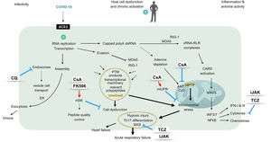 The graphic represents a pathogenic model of 2019-nCoV considering different virus-host cell interactions. The virus entry, replication, assembly and shedding indicating infectivity are shown at the left, while the right side displays the innate antiviral response characterized by an interferon signature. The center of the figure represents intracellular events unchained by the presence of the virus, driving cell and mitochondrial stress and eventually ending in hypoxic damage. The sites of action of different immunomodulatory drugs are marked. ACE2: angiotensin converting enzyme 2, ANT: adenine nucleotide translocation, CARD: caspase activation and recruitment domains, CQ: chloroquine, CyD: cyclophilin D, ER: endoplasmic reticulum, FK506: tacrolimus, HSR: heat shock response (also unfolded-protein response of the cytosol), IFN: interferon, IRF: interferon regulatory factor, iJAK: inhibitor of Janus kinases, MAS: macrophage activation syndrome, MAVS: mitochondrial antiviral proteins, MDA5: melanoma differentiation-activated protein 5, mtUPR: mitochondrial unfolded-protein response, NFκB: transcriptional activator kappa B, polyA: polyadenylated, PTM: postranslational modifications, RIG-1: retinoic acid inducible gene 1, RLR: RIG-1-like receptors, Th: T helper lymphocytes, TCZ: tocilizumab, vRNA: viral RNA.