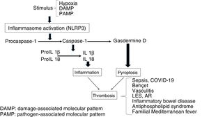Role of the inflammasome in relation to the prothrombotic phenotypes.