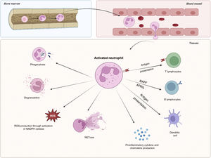 Physiological functions of the neutrophil in the immune response. APRIL, proliferation-inducing ligand A; BAFF, B-cell activating factor; ROS, reactive oxygen species. Figure created with Biorender.