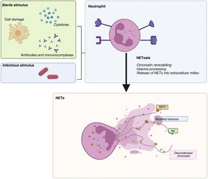 Neutrophil extracellular trap (NET). Figure created with Biorender.