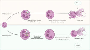 Types of NETosis. MPO: myeloperoxidase; NE: neutrophil elastase; PAD: peptidyl arginase deiminase. Figure created with Biorender.