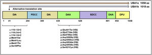 Structure and mutation spectrum of the UBA1 gene. AAD: active adenylation domain; FCCD: first catalytic cysteine domain; IAD: inactive adenylation domain; SCCD: second catalytic cysteine domain; UFD: ubiquitin fold domain; VUS: variants of uncertain significance.