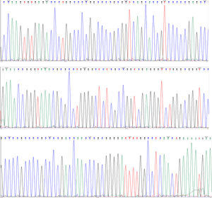 Sequence of HLA-B*51:01 allele.