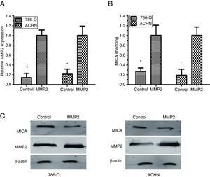 Overexpression of MMP2 increased the constitutive MICA shedding. (A) Quantitative real-time PCR showed the MMP2 expression in 786-O and ACHN cells. (B) ELISA showed that the over expression of MMP2 significantly increased the constitutive MICA shedding in 786-O and ACHN cells. (C) Western blots showed that an overexpression of MMP2 reduced cell surface MICA expression in the 786-O and ACHN cells. These data represented the results from three independent experiments (*P<0.05 when compared with control).