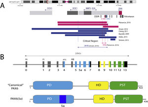Representation of the PAX6 locus on chromosomal region 11p13, PAX6 gene and its regulatory elements. A) The downstream regulatory region (DDR), located in the introns of the neighboring gene ELP4, is represented with the main regulatory elements that have been involved in aniridia, SIMO and E180B (in red). In addition, the breakpoints of the previously detected 11p13 deletions that have allowed us to determine the critical region for the transcriptional regulation of PAX6 are represented. Dashed blue and red lines indicate the 244 Kb region, defined by Ansari et al. and then narrowed to 18 Kb by Plaisancié et al. B) The PAX6 gene and protein are depicted. In the upper part, the exon structure is depicted with the 14 exons of the PAX6 gene, including non-coding regions (in gray) and the different coding regions, where the colors indicate the encoded protein domain, and the promoters (P0, P1 and P α). In the lower part of the image, the structure and the different functional domains of the 2 main protein isoforms, the canonical form and the isoform 5a of 422 and 436 amino acids, respectively, are represented. HD: homeodomain; PD: paired domain; PST: proline/serine/threonine-rich region.