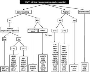 Diagnostic algorithm for patients with CMT. Genetic mutations described both in the work of Saporta et al9 and in Spanish patients are shown in bold (see text for details, especially in relation to the priorities of molecular study). AD: autosomal dominant; AR: autosomal recessive; ♂→♂: male–male transmission; ♂→|♂: no evidence of male–male transmission.