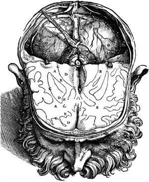 Illustration of the brain corresponding to the second edition of Fábrica by Vesalius (1555), which shows the location of the pineal gland (L), exactly in the centre of the cranial cavity.