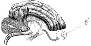 Anatomical location of the pineal gland according to the theories of Descartes and the interpretation of the illustrator, Florent Schuyl (Figure 34 from De Homine, 1662).