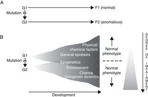 Two alternative ways of envisioning genotype–phenotype (G–P) relationships with regard to language disorders. Adapted from Sholtis and Weiss.72