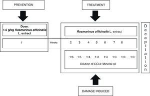 Flow chart showing the model for CCI4-induced hepatic damage and treatment with Rosmarinus officinalis L. extract.