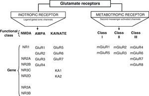 Classification of glutamate receptors.