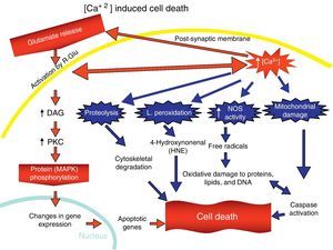 Excitotoxic cell death.