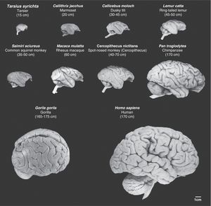 Images of non-human primate brains compared to human brains. Images are shown to the same scale. We can see that as cerebral mass increases, so do the number of cerebral folds and the volume of the prefrontal and frontal cortex. Mean body length (excluding the tail for species with tails) of the adult primate is shown in brackets. Images were taken from the University of Wisconsin and Michigan State Comparative Mammalian Brain Collections [consulted 26 April 2011]. Available at: http://brainmuseum.org/index.html.
