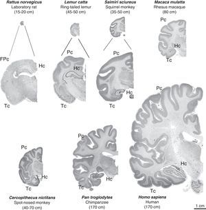 Images of coronal brain sections from non-human primates compared with rat and human brains. Images are shown to the same scale (close-ups of the first 3 are provided for better viewing). We can see that in addition to the increase in brain mass, the number of brain folds also increases progressively; brain folds are a characteristic of non-human primates, while lissencephaly is typical of rodents (FPc=frontoparietal cortex). We also see increases in parietal (Pc) and temporal (Tc) cortex volumes. The hippocampus (Hc) is located in a dorsal position in prosimians (Lemur catta), which is similar to its location in rodents (rat), while it is ventral in simians including humans. Mean body length (excluding the tail for species with tails) of the adult primate is shown in brackets. Images of non-human primates were taken from the University of Wisconsin and Michigan State Comparative Mammalian Brain Collections [consulted 26 April 2011]. Available at: http://brainmuseum.org/index.html.