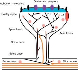 Diagram of a mushroom spine showing the postsynaptic structures necessary for the transmission of the nervous impulse.