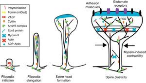 Actin regulatory mechanisms during dendritic spine development.