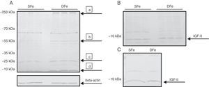 Western blot analysis of IGF-II expression in CNS cell cultures from BALB/c mice. (A) Mixed cultures in iron-sufficient (SFe) or iron-deficient (DFe) conditions. Arrows indicate the main proteins found: (a) IGFBP-3, (b) IGFBP-2, (c) IGFB-4, (d) IGF-II. (B) Microglial cell cultures, SFe and DFe. (C) Neuronal cell cultures, SFe and DFe. Beta-actin was used as the loading control.