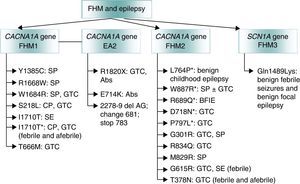 Genetic mutations involved in familial hemiplegic migraine (FHM) and associated with epilepsy. Adapted from Haan J.53 *Epileptic seizures independent from episodes of hemiplegic migraine. EA2: episodic ataxia type 2; Abs: absence seizure: BFIE: benign familial infantile epilepsy; SE: status epilepticus; GTC: generalised tonic–clonic seizures; FHM: familial hemiplegic migraine; CP: complex partial seizures; SP: simple partial seizures.