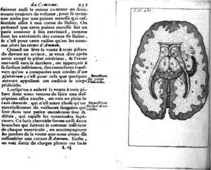 De Garengeot's reference to Ammon's horn in his illustrated anatomical description of the brain, 1742. Transversal slice: E.
