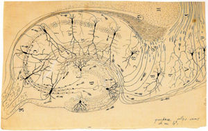 Cajal's sketch of the structure and connections of Ammon's horn. With permission from the estate of Santiago Ramon y Cajal.