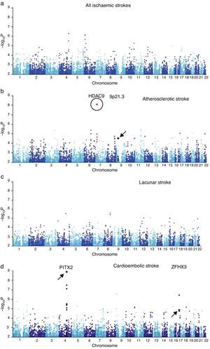 GWAS results from samples from the UK and Germany. (a) Results from all ischaemic strokes. (b) Atherosclerotic stroke. (c) Lacunar stroke. (d) Cardioembolic stroke. The circle indicates the new locus in HDAC9. Loci described in earlier literature are indicated with arrows. Published with permission from Macmillan Publishers Ltd: Nature Genetics, 2012.35 Adapted with permission from Macmillan Publishers Ltd: Nature Genetics, 2012.35