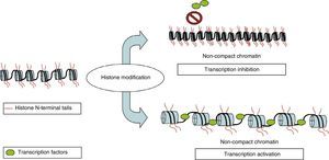 Epigenetic modifications at histone N-terminal tails cause conformational changes in chromatin, which becomes either more compact (showing transcription inactivation) or less compact (a marker of transcription activation).