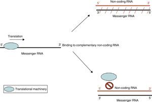Transcription is blocked by non-coding RNAs. Non-coding RNAs inhibit translation either through degrading complementary mRNA, or by interfering with the action of the translational mechanism.